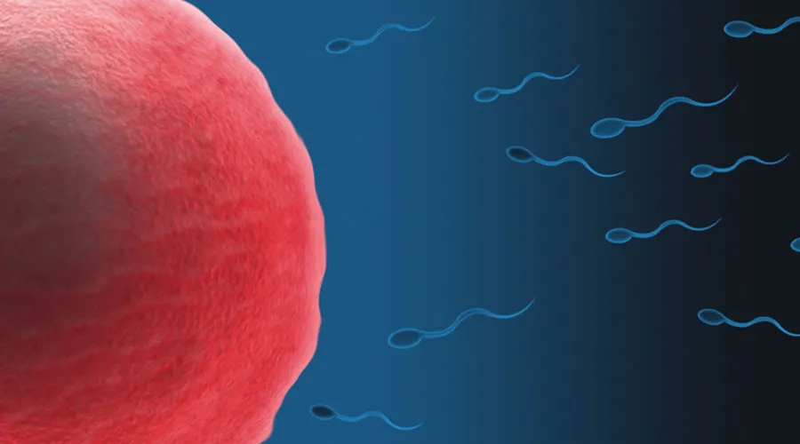 Science has promised 5 times that fertilization will begin