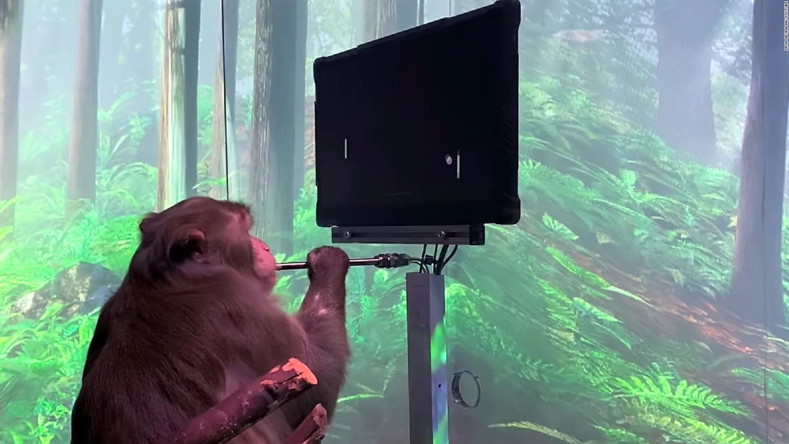 According to Elon Muskin, a monkey thanks neuralgia |  Video