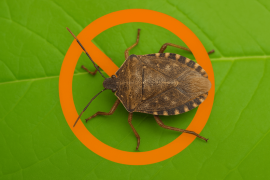 UT Austin Researchers Deliver Breakthroughs in Flood Monitoring, Pest Control, and Supernova Observation