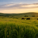 USDA Opens Grassland Conservation Reserve Programme Enrollment for 2026 USDA Opens Grassland Conservation Reserve Programme Enrollment for 2026