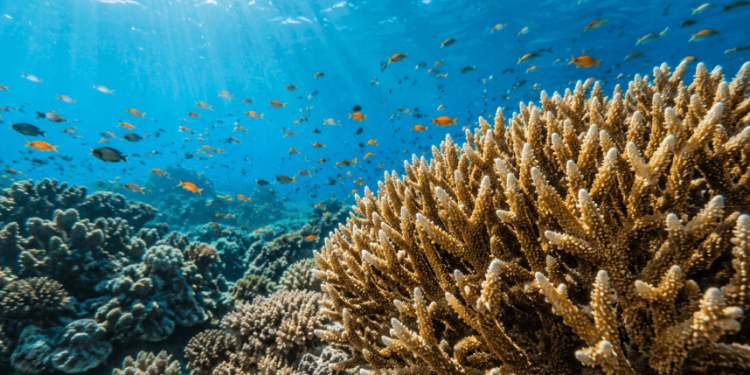 Corals and Humans Share Similar Hormonal Rhythms, Offering New Insights for Reef Conservation