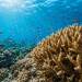 Corals and Humans Share Similar Hormonal Rhythms, Offering New Insights for Reef Conservation Corals and Humans Share Similar Hormonal Rhythms, Offering New Insights for Reef Conservation