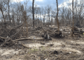 U.S. Army Corps of Engineers Awards .76 Million Contract for Cherokee National Forest Debris Removal