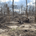U.S. Army Corps of Engineers Awards .76 Million Contract for Cherokee National Forest Debris Removal U.S. Army Corps of Engineers Awards .76 Million Contract for Cherokee National Forest Debris Removal